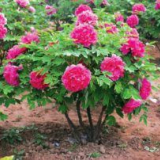 Kdy na plodiny pivoňky na zimu v otevřené zemi